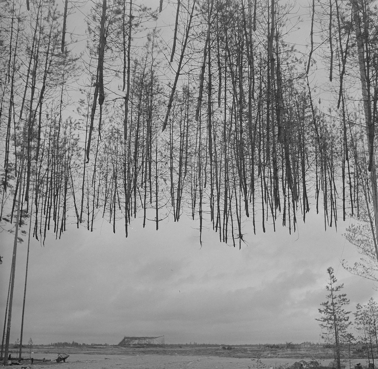 Przedziwne zdjęcia "latających drzew" z czasów II wojny światowej. W czym tkwi ich sekret?