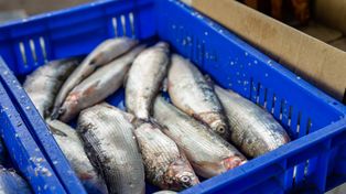 Niedzielna giełda w Połańcu przyciągnęła kolekcjonerów i pasjonatów