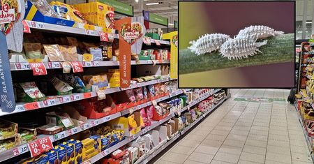 Ten barwnik z owadów jest niezwykle popularny w przemyśle spożywczym. W jakich produktach można go znaleźć?