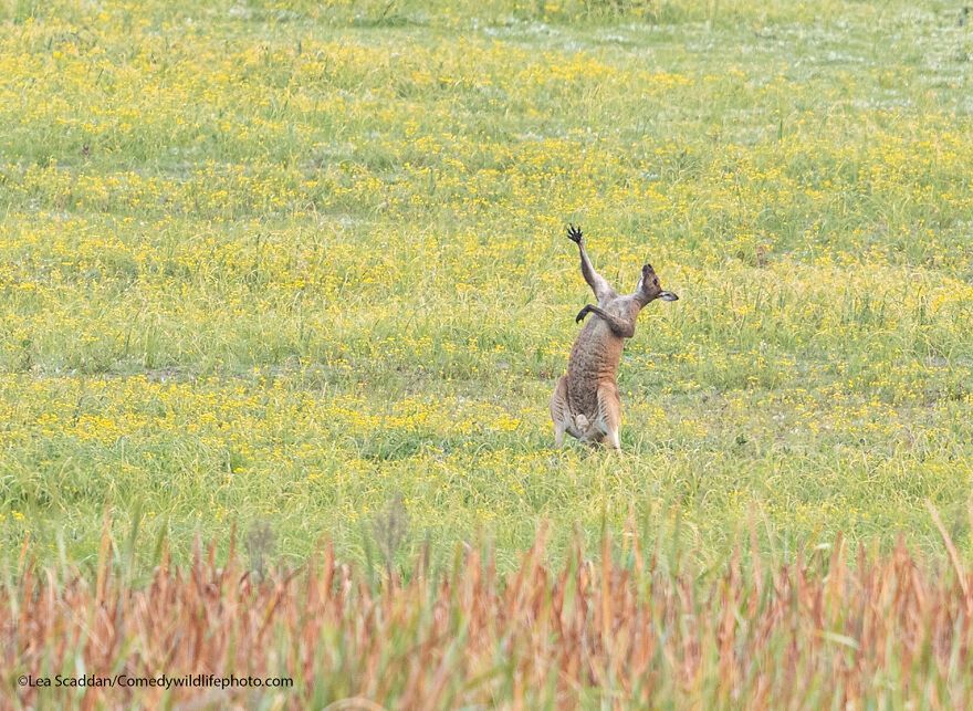 Lea Scaddan/Comedy Wildlife Photography Awards