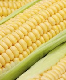 Tygodniowy raport z rynku surowców: Kukurydza - atrakcyjne ceny dla kupujących