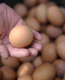 Wszystkie zakłady pakowania jaj mają być objęte kontrolą