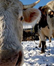 Białoruś zniosła zakaz importu bydła z państw UE, w tym z Polski