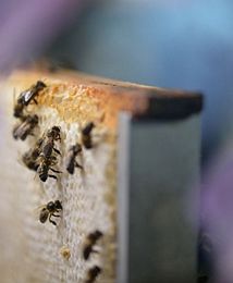 Zapowiadają się dobre zbiory miodów wiosennych