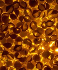 Bursztynowe koncesje