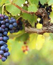 Największa polska winnica będzie w Krakowie