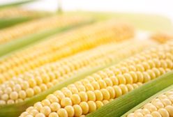 Kukurydza rośnie w Polsce jak na drożdżach
