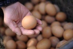 Jajka bez antybiotyków są droższe. Warto je kupować?
