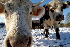 Białoruś zniosła zakaz importu bydła