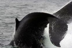 Piwo z wieloryba. Nowy trunek dla Wikingów