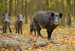 Sawicki: będzie wniosek o depopulację dzików w Podlaskiem