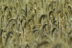 Początek żniw - zapowiadają się dobre zbiory