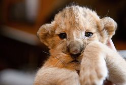 Lwiątka z zoo w Gyongyos na Węgrzech