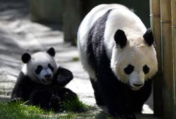 100 tysięcy chętnych na pracę marzeń