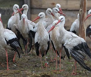 Lecznica dla dzikich ptaków w Bukwałdzie