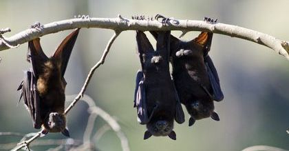 Jak Niemcy marnotrawią swoje pieniądze