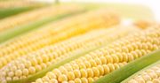Kukurydza rośnie w Polsce jak na drożdżach