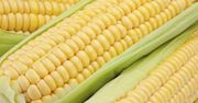 Tygodniowy raport z rynku surowców: Kukurydza - atrakcyjne ceny dla kupujących