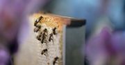 Zgnilec amerykański zaatakował pszczoły w powiecie częstochowskim