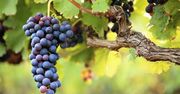 Największa polska winnica będzie w Krakowie