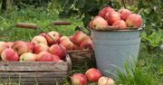 Rosja chce wstrzymać import naszych jabłek