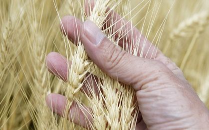 Ukraina wzmacnia pozycję na światowym rynku zbóż