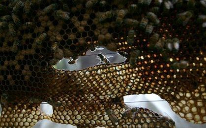 Greenpeace: pszczele produkty nie są wolne od pestycydów