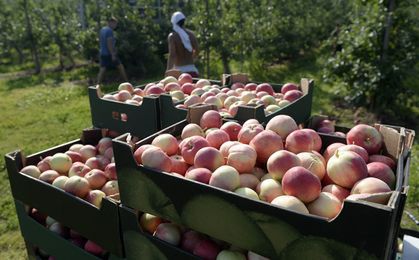 Darmowe jabłka dla pracowników. Na złość Putinowi