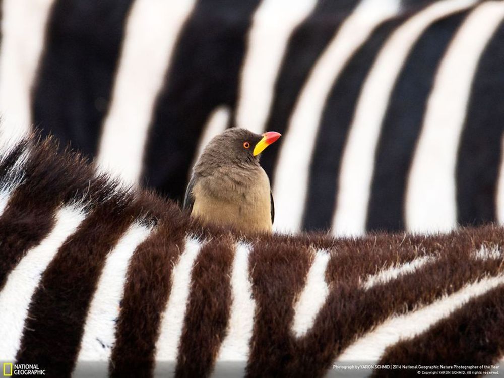 Fotografie natury, która nie przestaje zachwycać. Oto finałowe prace konkursu National Geographic Nature Photographer of the Year 2016 36