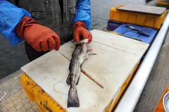 Bo dorsze są za chude. Polscy rybacy zaniepokojeni propozycją Brukseli