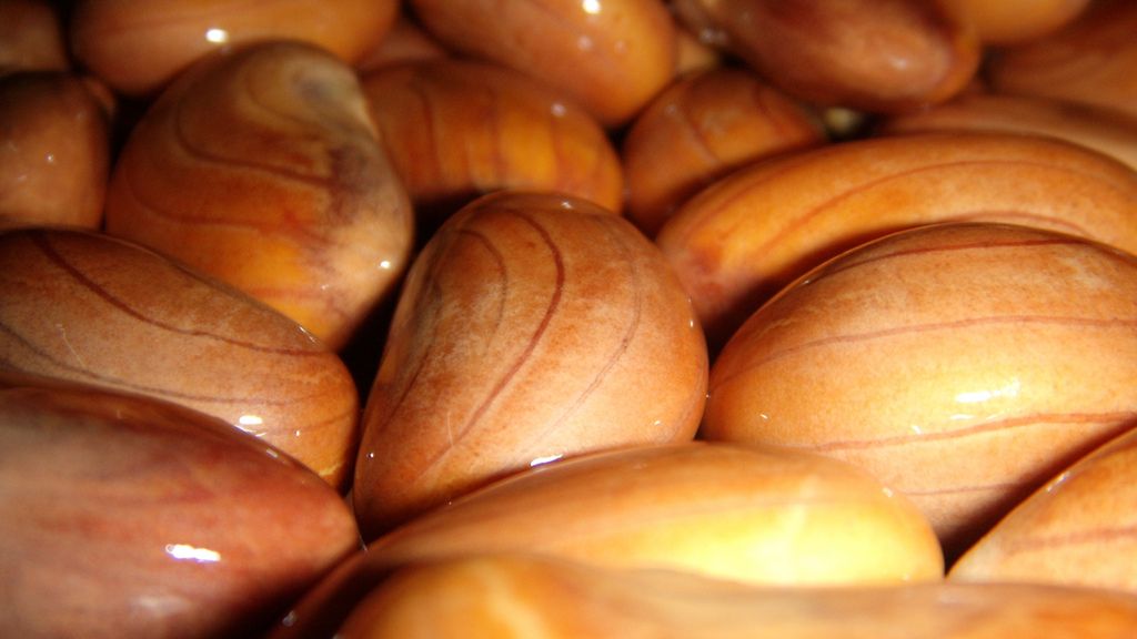 Gotowane nasiona chlebowca