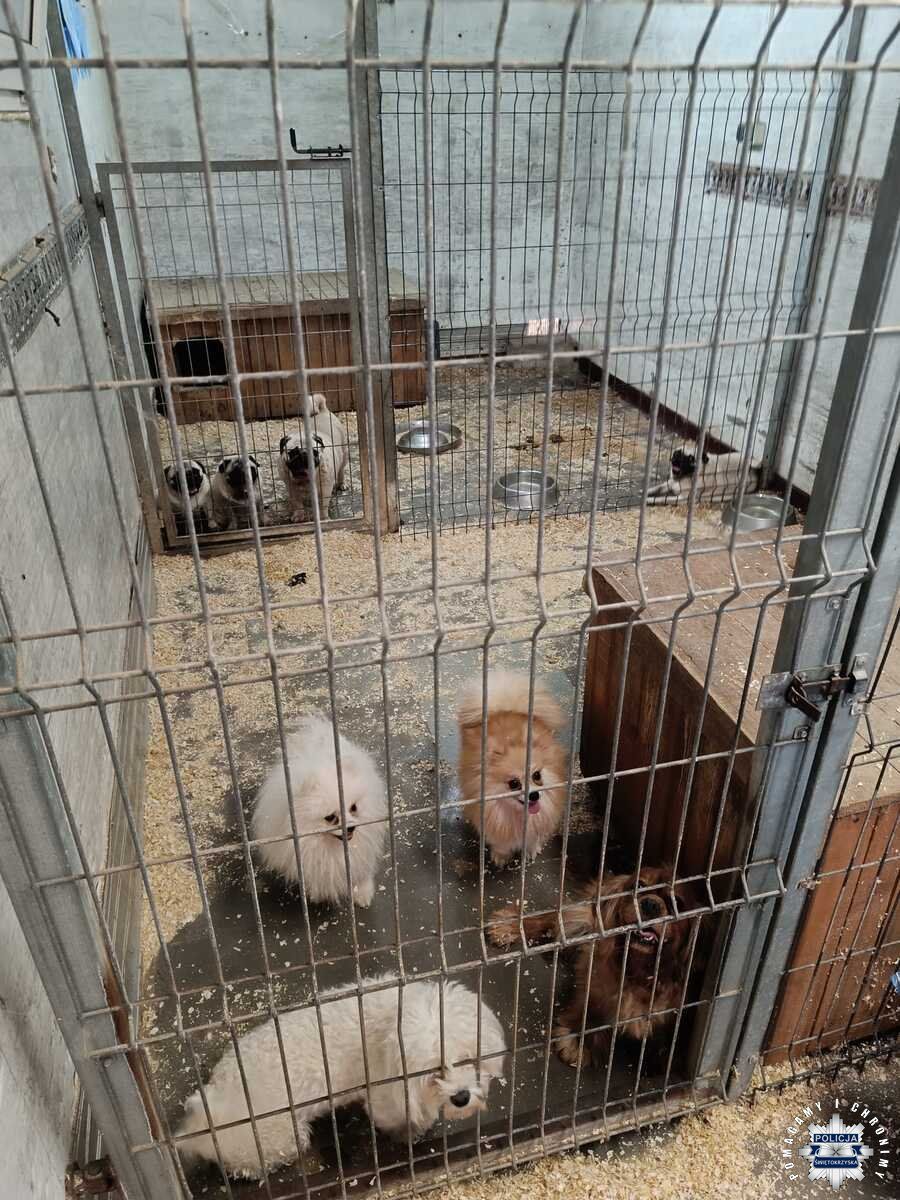 Nielegalna hodowla psów