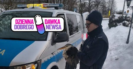 Mundurowi na ratunek czapli. Piękna akcja w Pruszczu Gdańskim