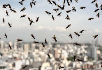 Mają "inwazję much". Nie są w stanie nawet wyjść z domu