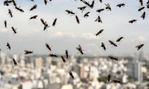 Plaga much w Piekarach Śląskich. Mieszkańcy nie są w stanie wyjść z domu
