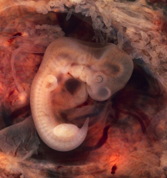 10 niezwykłych części naszego ciała, które uwielbiał Darwin 5