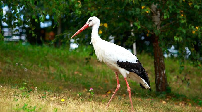 Bocian biały