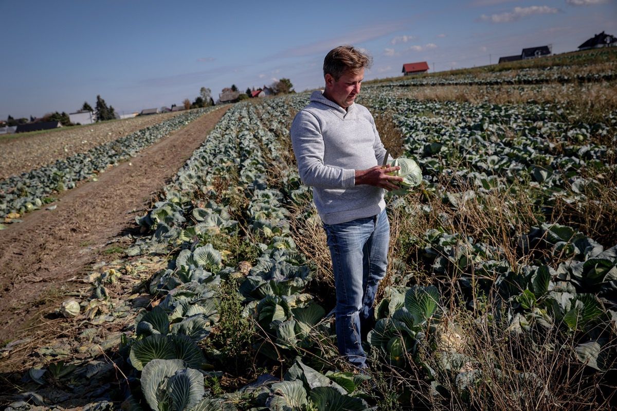 20 groszy za kilogram kapusty. Rolnik zniszczy 20 tysięcy główek