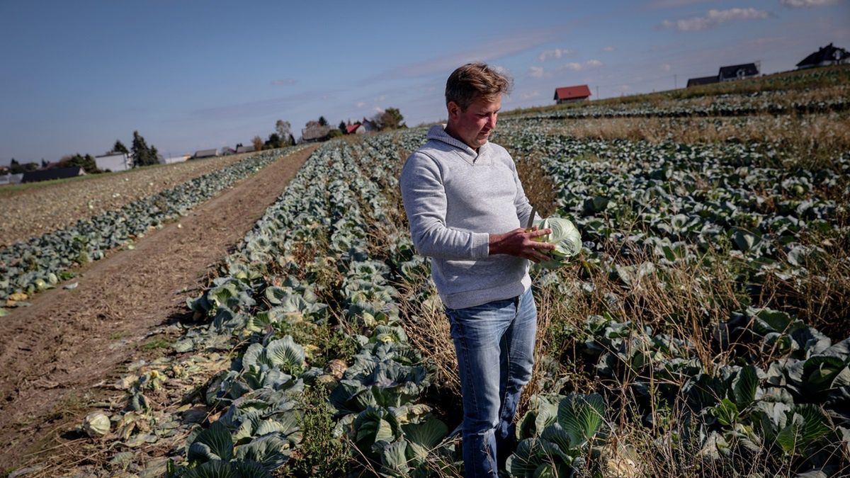 Rolnik z Tropiszowa zniszczy 20 tys. główek kapusty.