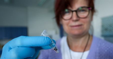 Co czwarty kleszcz zaraża. Na wschodzie Polski jest jeszcze gorzej