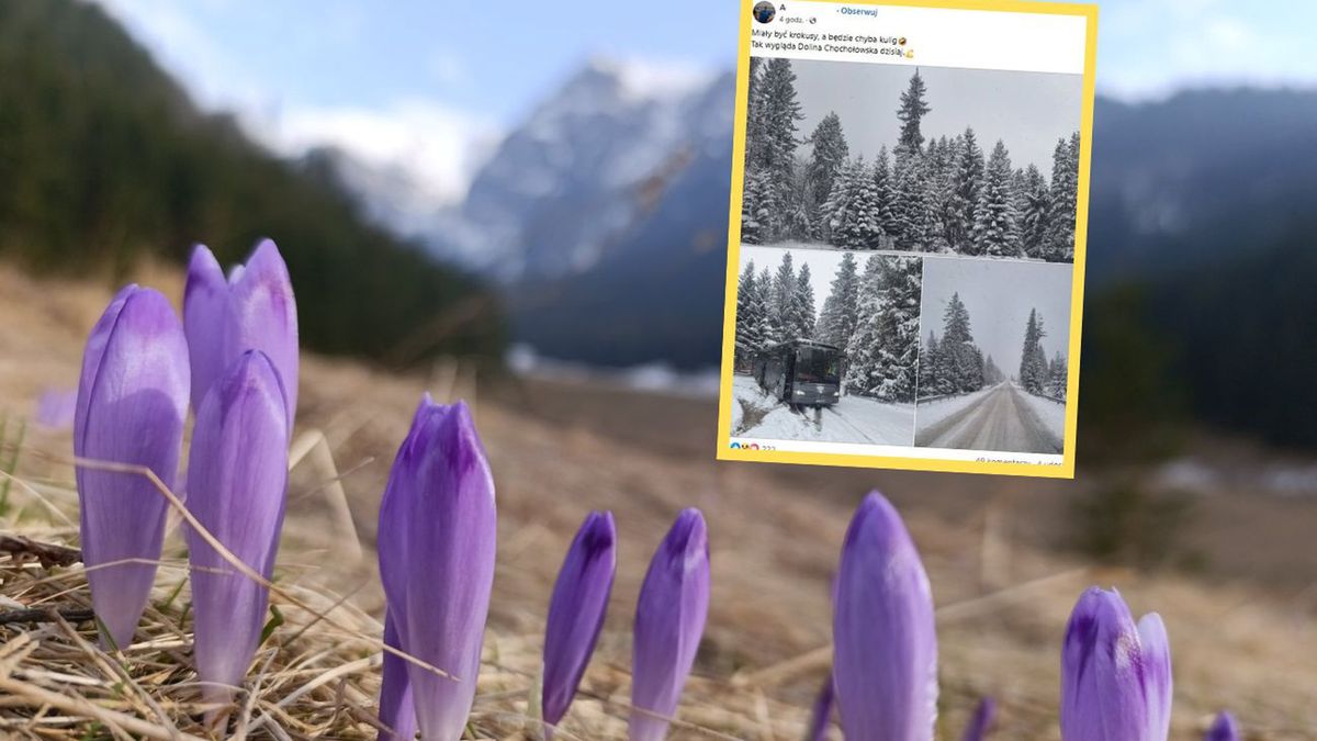 Koniec krokusów w Tatrach? TPN poinformował