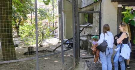 Nowoczesna diagnostyka w ogrodzie zoologicznym w Poznaniu. Mobilny rentgen pomoże jego mieszkańcom