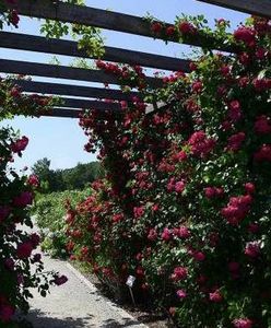 Niezwykłe miejsce w Polsce. Bilet kosztuje tylko dwa złote