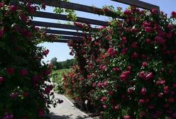 Niezwykłe miejsce w Polsce. Bilet kosztuje tylko dwa złote