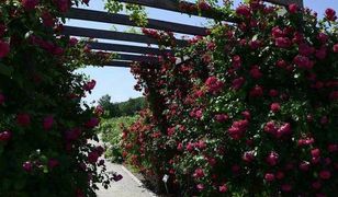 Niezwykłe miejsce w Polsce. Bilet kosztuje tylko dwa złote