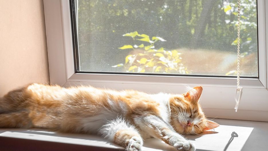 O udarze cieplnym u kota mówimy wtedy, kiedy temperatura jego ciała osiągnie 40℃