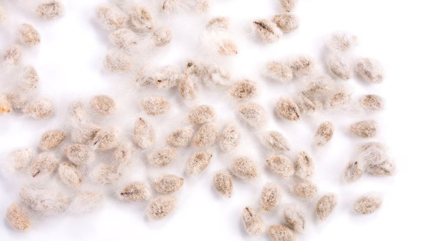 Nasiona bawełny częściowo odtłuszczone