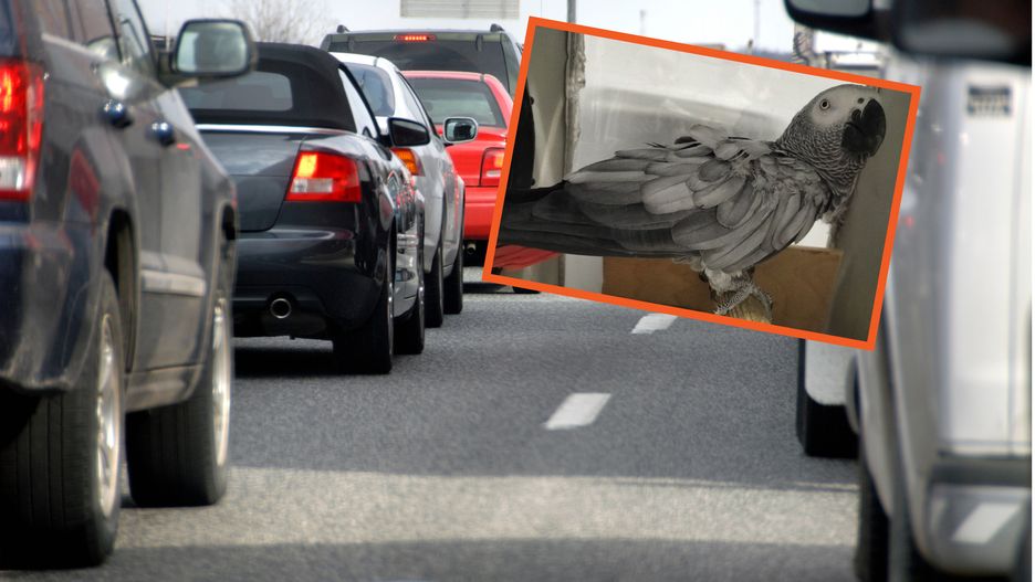 Udaremniono próbę przemytu papugi żako