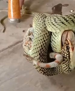 Wąż kontra jaszczurka. Dramatyczny pojedynek przed domem w Tajlandii