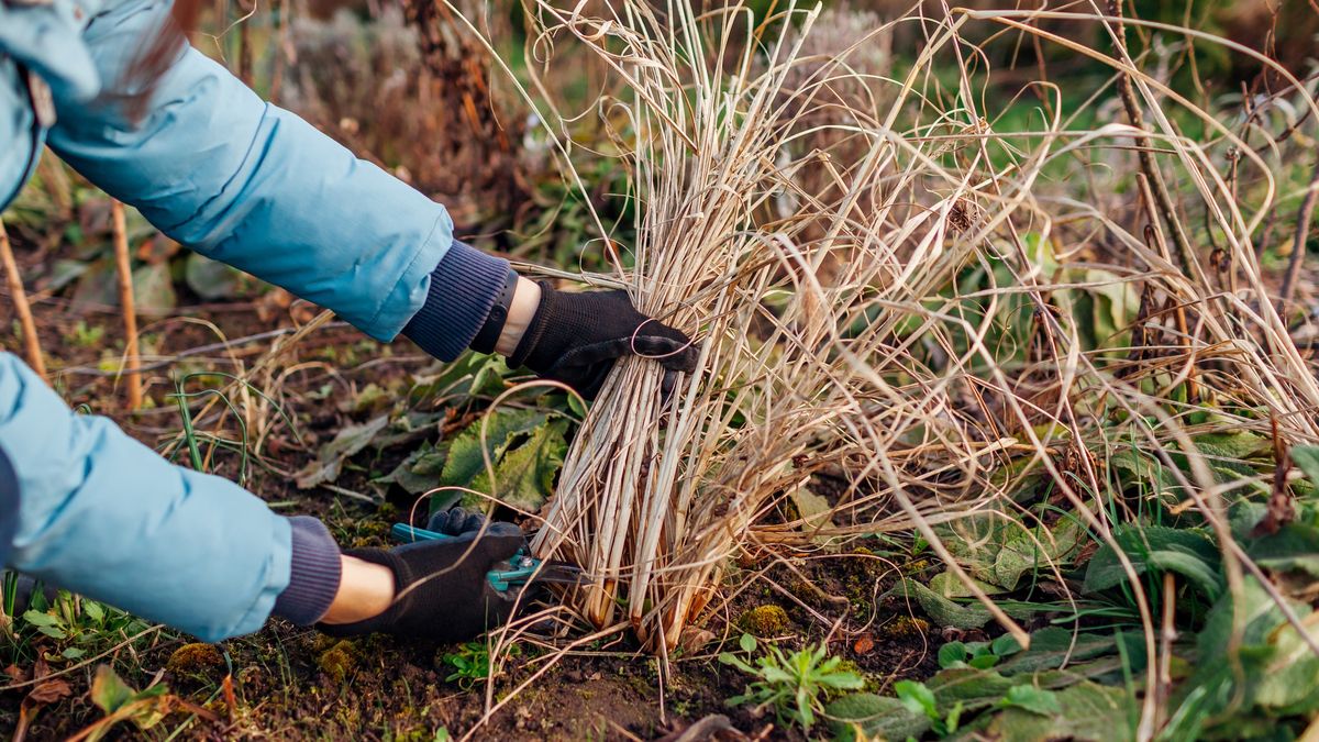 Cutting back ornamental grasses in spring garden. Gardener pruning pennisetum. Taking care of fountain grass
Cutting back ornamental grasses in spring garden. Gardener pruning pennisetum using secateur. Worker taking care of fountain grass
Maryviolet
floral, gardener, pennisetum alopecuroides, cut back, foxtail grass, cleanup, closeup, decorative